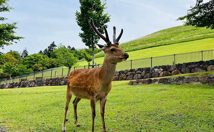 【牽手雙樂(lè)園】迪士尼+環(huán)球影城 日本本州全景7 (6+1/5+2)日游