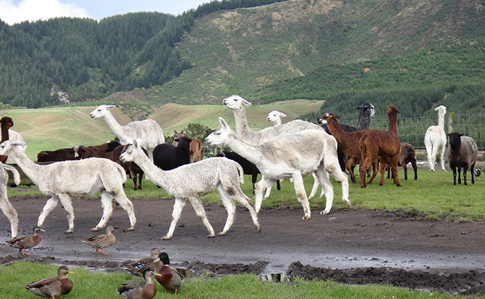 【飛躍冰川】新西蘭南北島12日