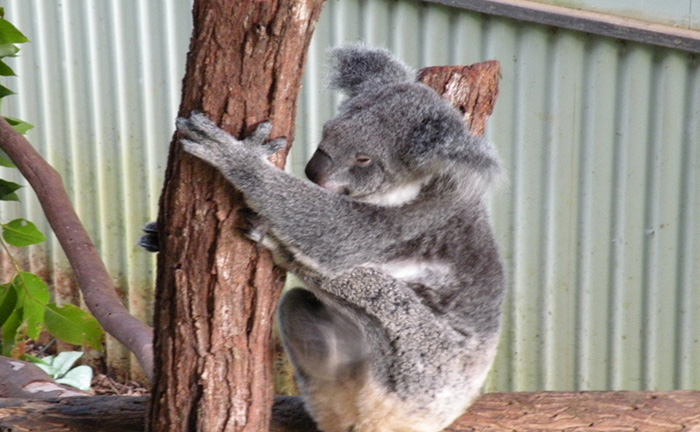 經(jīng)典五城 澳大利亞 10 日